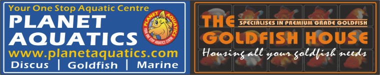 Thegoldfishhouse's Blog | Housing All Your Goldfish Needs